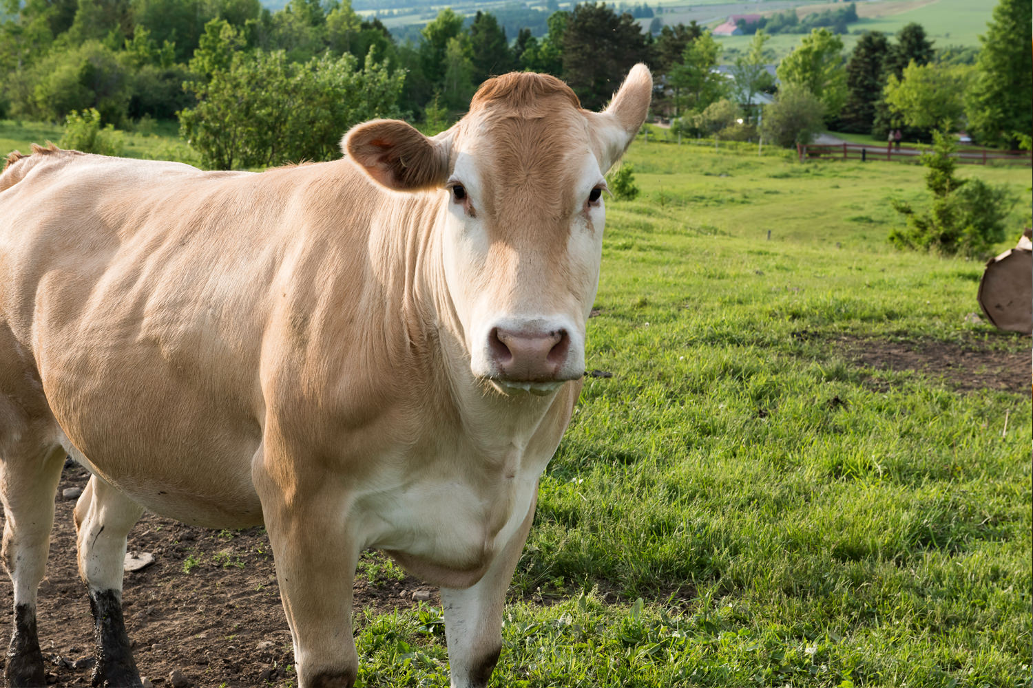Ranch StHubert Producteurs Marché public de Compton