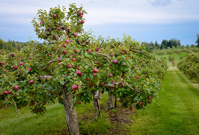Producteur du Marché de Compton